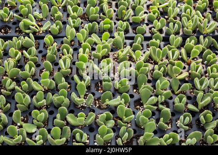 Piante succulente Evergreen che crescono in contenitori all'interno di serra commerciale. Foto Stock