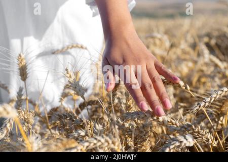 La donna irriconoscibile tocca delicatamente il grano crescente al tramonto d'oro. Spensierata femmina che cammina lungo un campo di raccolto sta toccando il r Foto Stock