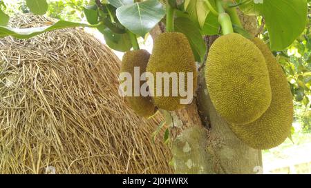 Frutta di jack su albero, India Foto Stock