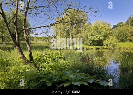 Paesaggio prato con il fiume Erft in primavera, Museo Insel Hombroich, Neuss, Germania, Europa Foto Stock