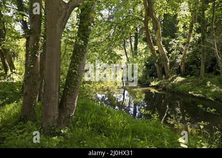 Paesaggio prato con il fiume Erft in primavera, Museo Insel Hombroich, Neuss, Germania, Europa Foto Stock