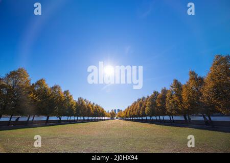 La luce solare autunnale illumina le file di alberi di colore delle foglie autunnali in Franklin D. Roosevelt Four Freedoms Park a Roosevelt Island sul fiume East ON Foto Stock