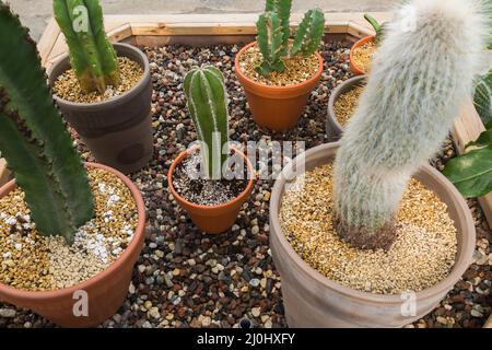 Cactus misti tra cui Euphorbia eritrea "Chocolate Drop" che cresce in contenitori in legno rialzato con ciottoli. Foto Stock