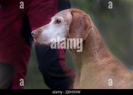 Magyar Vizsla senior Foto Stock