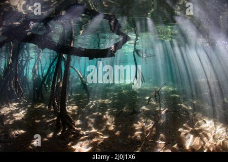 La luce del sole pierce il baldacchino di una foresta di mangrovie in Raja Ampat, Indonesia. Mangrovie servono come vivai vitali per molte specie di creature della barriera corallina. Foto Stock