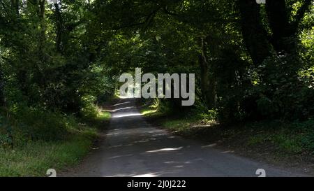 Un vecchio viale alberato di campagna, dappled con la luce del sole, estate. Terra verde e piacevole delle Englands. Vicino a Chesterfield, Derbyshire. Foto Stock