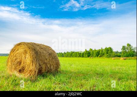 Rotoli di fieno di mown nel campo Foto Stock