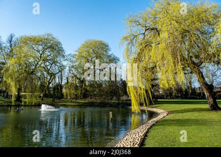 Epsom Surrey London UK, marzo 19 2022, piangendo Willow Tree vicino A un lago Park senza persone Foto Stock