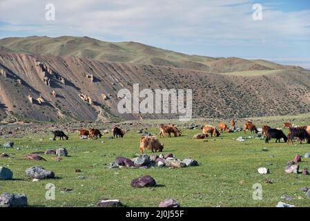 Le capre si pascolo sulle steppe di montagna nel confine naturale di montagna Tsagduult in Mongolia Foto Stock