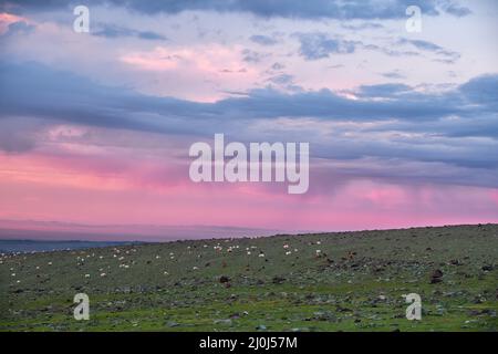 Capre e pecore pascolano sul pascolo steppa di montagna nel confine naturale di montagna Tsagduult in Mongolia al tramonto. Foto Stock