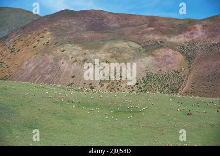 Capre e pecore pascolano su pascolo steppa di montagna nel confine naturale di montagna Tsagduult in Mongolia Foto Stock