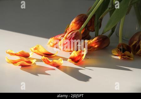 Fiori appassiti. Tulipani secchi al sole. Fiori caduti. Bouquet di fiori in vaso sul tavolo. Dopo la vacanza. Cattivo bouquet. Regalo per le vecchie vacanze. Foto Stock
