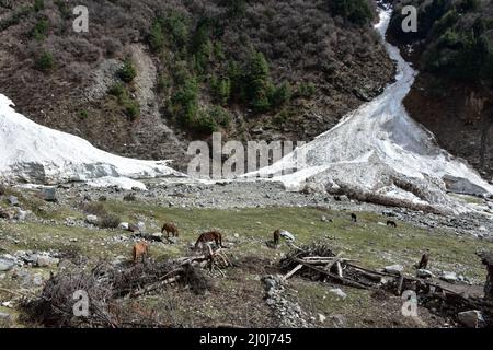 Ganderbal, Kashmir, India. 19th Mar 2022. I cavalli pascolano in un campo vicino al ghiacciaio in una soleggiata giornata di primavera a Ganderbal circa 55kms da Srinagar. (Credit Image: © Saqib Majeed/SOPA Images via ZUMA Press Wire) Foto Stock