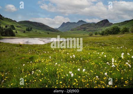 Fiori di campo sparsi in verde paesaggio aperto con vista sulle montagne Cumbrian sullo sfondo. Bella estate diurna sfondo con blu Foto Stock