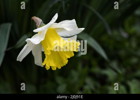 Follie di ghiaccio naffodils in fiore in primavera, Regno Unito Foto Stock