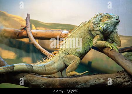 L'iguana verde è un rettile di lucertola appartenente al genere Iguana, appartenente alla famiglia delle iguana. E nella sottofamile Foto Stock