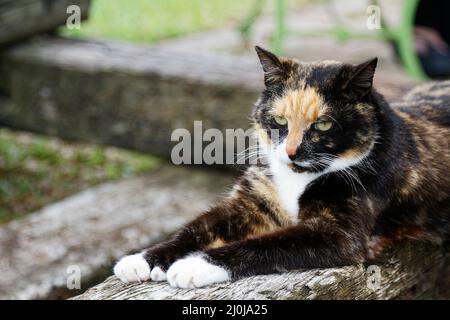 Gatto calico, polidattile, ritratto, zampe bianche grandi, animale domestico, felino, animale, furry Foto Stock