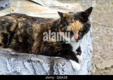 Gatto calico, polidattile, ritratto, zampe bianche grandi, animale domestico, felino, animale, furry Foto Stock