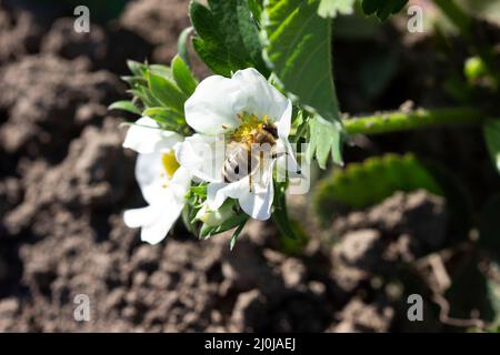Fragole in fiore in giardino, un'ape impollina fiori. Foto Stock