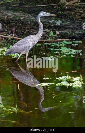 Grande airone blu a piedi in acqua, riflessione, Ardea herodias, fauna selvatica, natura, Animale, EQUIPAGGIO Bird Rookery Swamp, Florida, Napoli, FL Foto Stock