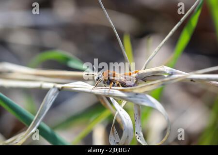 Macroscopio di un insetto simile a un mosca. Foto Stock