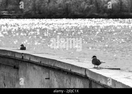 Un paio di giovani gabbiani è seduto sul lungofiume sullo sfondo della foresta costiera. Foto in bianco e nero di uccelli. Foto Stock