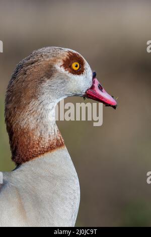 Close up di oca egiziana (Alopochen aegyptiacus) Foto Stock