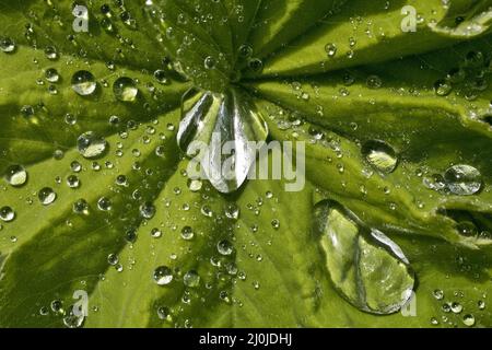 Gocce d'acqua su foglie di manto di signora (Alchemilla), Witten, Germania, Europa Foto Stock