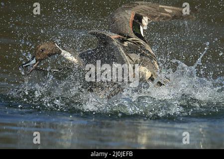 Codone Anatra Foto Stock