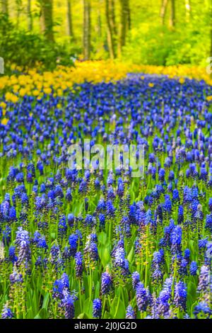 Fioriture blu giacinto di uva e tulipani gialli Keukenhof Paesi Bassi. Foto Stock