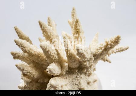 Corallo secco su sfondo bianco Foto Stock