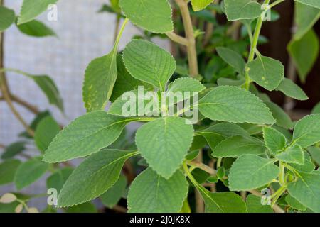 boldo parte in un giardino Copacabana a Rio de Janeiro, Brasile. Foto Stock