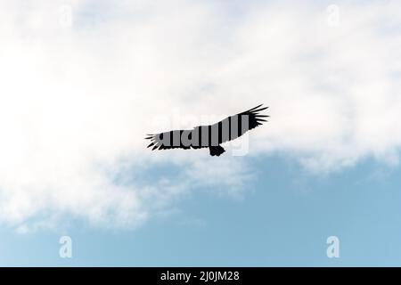 buzzard scivola con un bel cielo blu a rio de janeiro, Brasile. Foto Stock