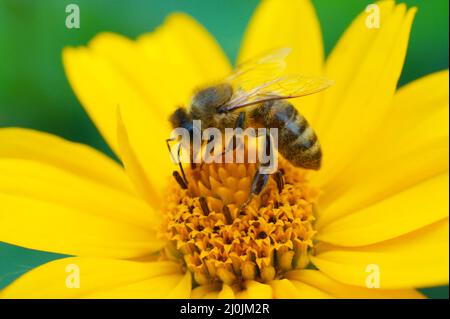 Primo piano di raccolta di ape nettare su fiore. Foto Stock