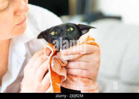 Nero umido gatto orientale dopo il lavaggio Foto Stock