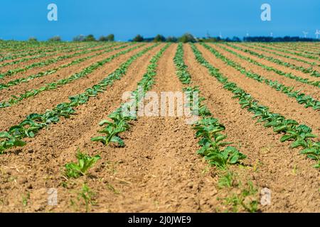 Campo di bellissimi cavolfiori in Bretagna. Francia. Allevamento di lattuga di cavolo verde biologico su un appezzamento di verdure nel francese Bre Foto Stock