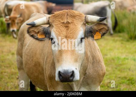 Mucche limousine. Bestiame nella prateria francese. Mucche brune di razza francese la Maraisine pascolo pascolo nel nord della Francia regio Foto Stock