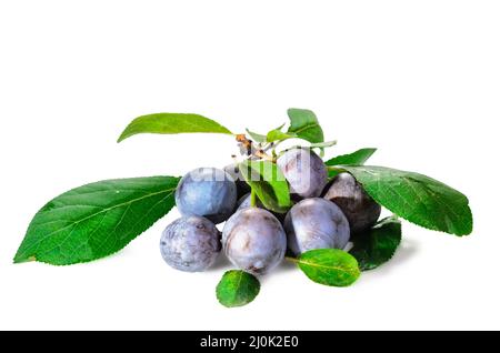 Frutto maturo di biancospino con foglie su fondo bianco con ombra morbida Foto Stock