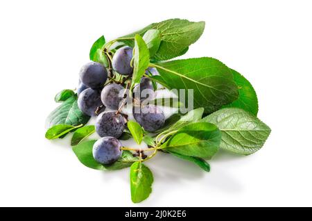 Frutto maturo di biancospino con foglie su fondo bianco con ombra morbida Foto Stock