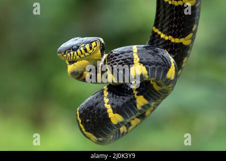 Boiga serpente dendrofilia in modalità difensiva Foto Stock