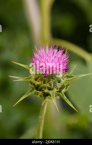 Primo piano di un fiore di cardo di latte. Foto Stock