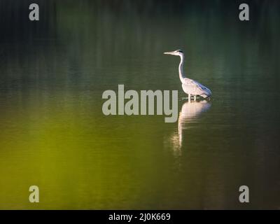 Primo piano Profilo di un grande airone blu in piombatura di allevamento contro l'acqua Foto Stock