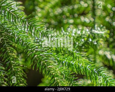 Sfondo di colore verde brillante di giovani araucaria eterofilla ramo di albero e foglie di neddle Foto Stock