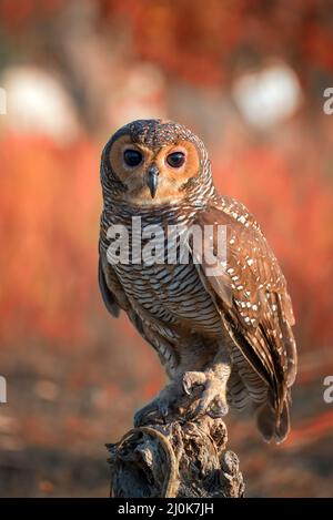 Un gufo appollaiato su un log ad albero Foto Stock