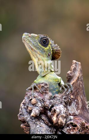 Testa ad angolo lucertola ( Gonocephalus bornensis ) su tronco d'albero Foto Stock