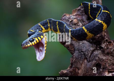 Il serpente gatto orlato in posizione di attacco Foto Stock