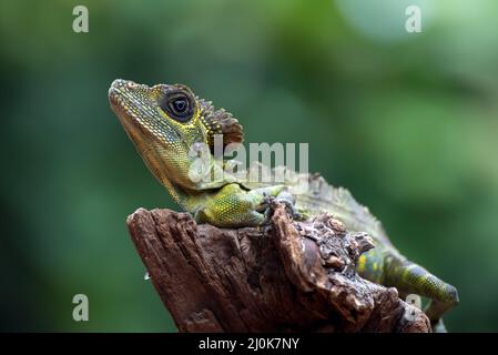 Testa ad angolo lucertola ( Gonocephalus bornensis ) su tronco d'albero Foto Stock