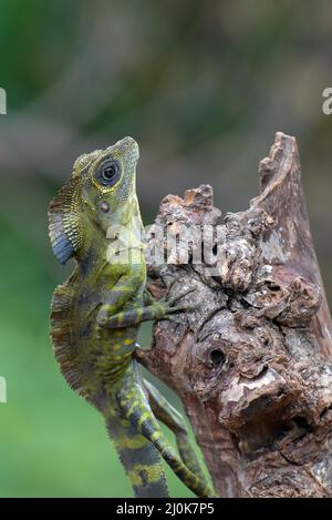 Testa ad angolo lucertola ( Gonocephalus bornensis ) su tronco d'albero Foto Stock