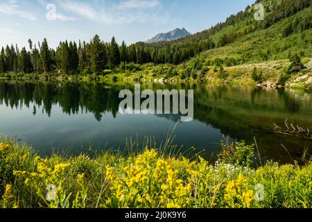 Fiori gialli intorno al lago Trapper nel Parco Nazionale di Grand Teton Foto Stock