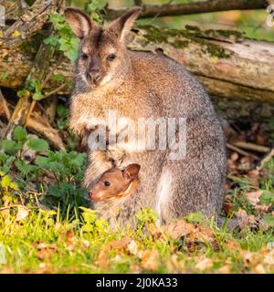 Bedfordshire, Regno Unito. 19th Mar 2022. Un wallaby a collo rosso (Notamacropus rufogriseus) joey sbuccia curiosamente dalla tasca della madre al sole del tardo pomeriggio. Gli animali vagano liberamente all'interno dei confini di ZSL Whipsnade nel Bedfordshire. Credit: Edler Images/Alamy Live News Foto Stock